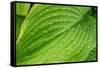 Fragrant Plantain Lily-Jim Engelbrecht-Framed Stretched Canvas