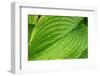 Fragrant Plantain Lily-Jim Engelbrecht-Framed Photographic Print