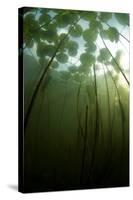 Fragrant Water Lilies (Nymphaea Odorata) Growing in Lake Skadar, Montenegro, May 2008-Radisics-Stretched Canvas