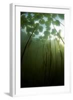 Fragrant Water Lilies (Nymphaea Odorata) Growing in Lake Skadar, Montenegro, May 2008-Radisics-Framed Photographic Print