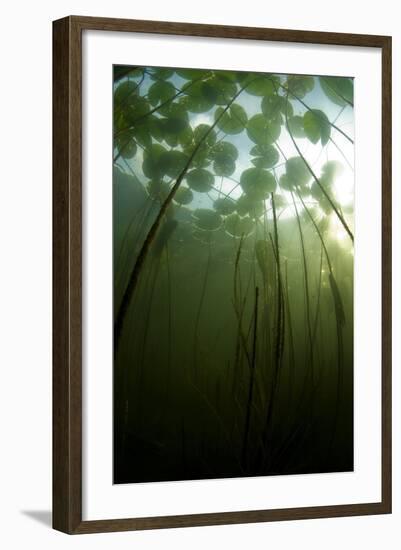 Fragrant Water Lilies (Nymphaea Odorata) Growing in Lake Skadar, Montenegro, May 2008-Radisics-Framed Photographic Print