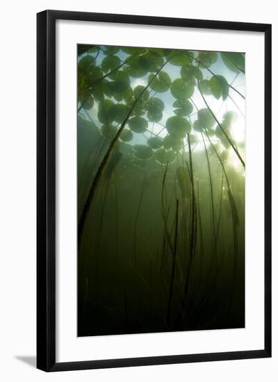 Fragrant Water Lilies (Nymphaea Odorata) Growing in Lake Skadar, Montenegro, May 2008-Radisics-Framed Photographic Print