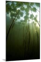 Fragrant Water Lilies (Nymphaea Odorata) Growing in Lake Skadar, Montenegro, May 2008-Radisics-Mounted Photographic Print