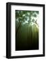 Fragrant Water Lilies (Nymphaea Odorata) Growing in Lake Skadar, Montenegro, May 2008-Radisics-Framed Photographic Print