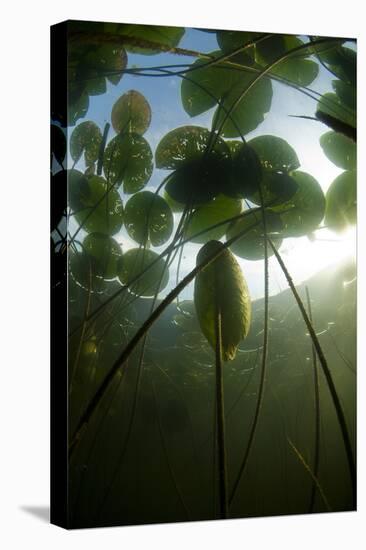 Fragrant Water Lilies (Nymphaea Odorata) in Lake Skadar, Montenegro, May 2008-Radisics-Stretched Canvas