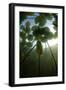 Fragrant Water Lilies (Nymphaea Odorata) in Lake Skadar, Montenegro, May 2008-Radisics-Framed Premium Photographic Print