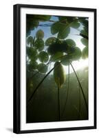 Fragrant Water Lilies (Nymphaea Odorata) in Lake Skadar, Montenegro, May 2008-Radisics-Framed Premium Photographic Print