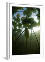 Fragrant Water Lilies (Nymphaea Odorata) in Lake Skadar, Montenegro, May 2008-Radisics-Framed Premium Photographic Print