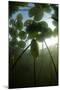 Fragrant Water Lilies (Nymphaea Odorata) in Lake Skadar, Montenegro, May 2008-Radisics-Mounted Premium Photographic Print