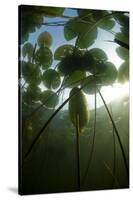 Fragrant Water Lilies (Nymphaea Odorata) in Lake Skadar, Montenegro, May 2008-Radisics-Stretched Canvas