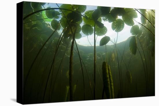 Fragrant Water Lilies (Nymphaea Odorata) in Lake Skadar, Montenegro, May 2008-Radisics-Stretched Canvas