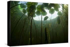 Fragrant Water Lilies (Nymphaea Odorata) in Lake Skadar, Montenegro, May 2008-Radisics-Stretched Canvas