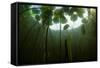 Fragrant Water Lilies (Nymphaea Odorata) in Lake Skadar, Montenegro, May 2008-Radisics-Framed Stretched Canvas