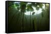 Fragrant Water Lilies (Nymphaea Odorata) in Lake Skadar, Montenegro, May 2008-Radisics-Framed Stretched Canvas