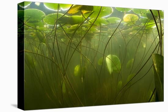 Fragrant Water Lilies (Nymphaea Odorata) in Lake Skadar, Montenegro, May 2008-Radisics-Stretched Canvas