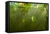 Fragrant Water Lilies (Nymphaea Odorata) in Lake Skadar, Montenegro, May 2008-Radisics-Framed Stretched Canvas