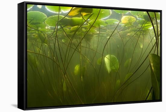 Fragrant Water Lilies (Nymphaea Odorata) in Lake Skadar, Montenegro, May 2008-Radisics-Framed Stretched Canvas