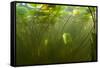 Fragrant Water Lilies (Nymphaea Odorata) in Lake Skadar, Montenegro, May 2008-Radisics-Framed Stretched Canvas