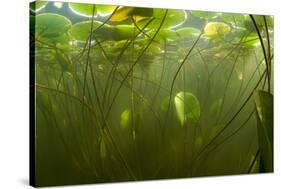 Fragrant Water Lilies (Nymphaea Odorata) in Lake Skadar, Montenegro, May 2008-Radisics-Stretched Canvas