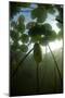 Fragrant Water Lilies (Nymphaea Odorata) in Lake Skadar, Montenegro, May 2008-Radisics-Mounted Photographic Print