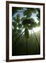 Fragrant Water Lilies (Nymphaea Odorata) in Lake Skadar, Montenegro, May 2008-Radisics-Framed Photographic Print