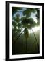 Fragrant Water Lilies (Nymphaea Odorata) in Lake Skadar, Montenegro, May 2008-Radisics-Framed Photographic Print