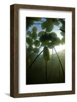 Fragrant Water Lilies (Nymphaea Odorata) in Lake Skadar, Montenegro, May 2008-Radisics-Framed Photographic Print