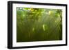 Fragrant Water Lilies (Nymphaea Odorata) in Lake Skadar, Montenegro, May 2008-Radisics-Framed Photographic Print