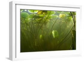 Fragrant Water Lilies (Nymphaea Odorata) in Lake Skadar, Montenegro, May 2008-Radisics-Framed Photographic Print