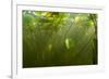 Fragrant Water Lilies (Nymphaea Odorata) in Lake Skadar, Montenegro, May 2008-Radisics-Framed Photographic Print