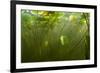 Fragrant Water Lilies (Nymphaea Odorata) in Lake Skadar, Montenegro, May 2008-Radisics-Framed Photographic Print