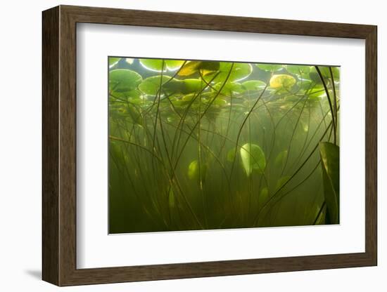 Fragrant Water Lilies (Nymphaea Odorata) in Lake Skadar, Montenegro, May 2008-Radisics-Framed Photographic Print