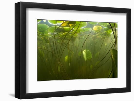 Fragrant Water Lilies (Nymphaea Odorata) in Lake Skadar, Montenegro, May 2008-Radisics-Framed Photographic Print