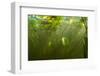 Fragrant Water Lilies (Nymphaea Odorata) in Lake Skadar, Montenegro, May 2008-Radisics-Framed Photographic Print