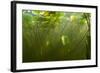 Fragrant Water Lilies (Nymphaea Odorata) in Lake Skadar, Montenegro, May 2008-Radisics-Framed Photographic Print