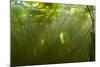 Fragrant Water Lilies (Nymphaea Odorata) in Lake Skadar, Montenegro, May 2008-Radisics-Mounted Photographic Print