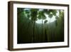 Fragrant Water Lilies (Nymphaea Odorata) in Lake Skadar, Montenegro, May 2008-Radisics-Framed Photographic Print