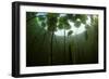 Fragrant Water Lilies (Nymphaea Odorata) in Lake Skadar, Montenegro, May 2008-Radisics-Framed Photographic Print