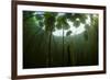 Fragrant Water Lilies (Nymphaea Odorata) in Lake Skadar, Montenegro, May 2008-Radisics-Framed Photographic Print