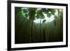 Fragrant Water Lilies (Nymphaea Odorata) in Lake Skadar, Montenegro, May 2008-Radisics-Framed Photographic Print