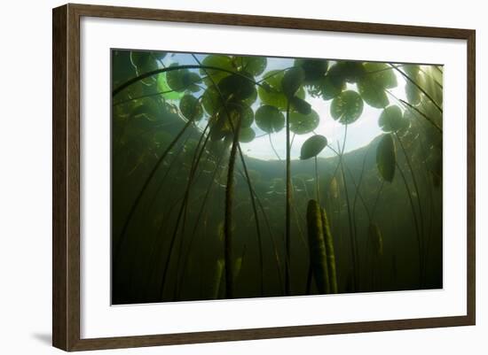 Fragrant Water Lilies (Nymphaea Odorata) in Lake Skadar, Montenegro, May 2008-Radisics-Framed Photographic Print