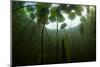 Fragrant Water Lilies (Nymphaea Odorata) in Lake Skadar, Montenegro, May 2008-Radisics-Mounted Photographic Print