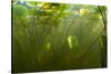 Fragrant Water Lilies (Nymphaea Odorata) in Lake Skadar, Montenegro, May 2008-Radisics-Stretched Canvas