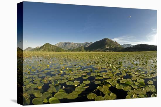 Fragrant Water Lilies (Nymphaea Odorata) on Lake Skadar, Lake Skadar National Park, Montenegro-Radisics-Stretched Canvas