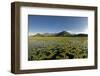 Fragrant Water Lilies (Nymphaea Odorata) on Lake Skadar, Lake Skadar National Park, Montenegro-Radisics-Framed Photographic Print