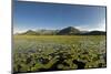 Fragrant Water Lilies (Nymphaea Odorata) on Lake Skadar, Lake Skadar National Park, Montenegro-Radisics-Mounted Photographic Print