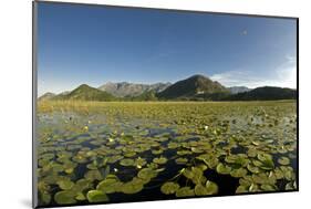 Fragrant Water Lilies (Nymphaea Odorata) on Lake Skadar, Lake Skadar National Park, Montenegro-Radisics-Mounted Photographic Print