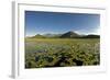 Fragrant Water Lilies (Nymphaea Odorata) on Lake Skadar, Lake Skadar National Park, Montenegro-Radisics-Framed Photographic Print