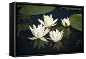 Fragrant Water Lily (Nymphaea Odorata) Flowers on Lake Skadar, Lake Skadar Np, Montenegro, May 2008-Radisics-Framed Stretched Canvas