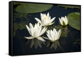 Fragrant Water Lily (Nymphaea Odorata) Flowers on Lake Skadar, Lake Skadar Np, Montenegro, May 2008-Radisics-Framed Stretched Canvas